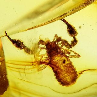 Very Big Pseudoscorpion In Burmite Insect Fossil Amber From Myanmar Wjov