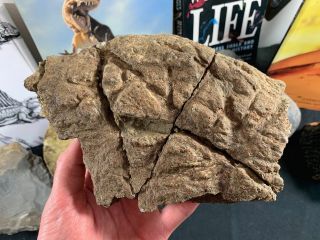 Large Triceratops Frill (7 Inches) 02 - Hell Creek,  Dinosaur Bone Fossil