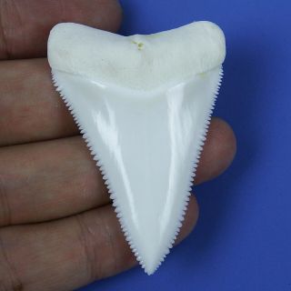 2.  240  Modern Principle Great White Shark Tooth Megalodon Sharks Movie Fan Gt94