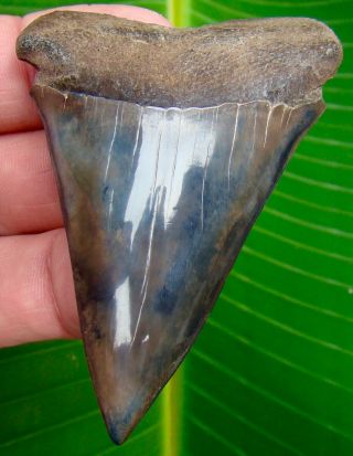 Mako Shark Tooth - Over Xl 3 & 1/16 In.  - Real Fossil - No Restoration