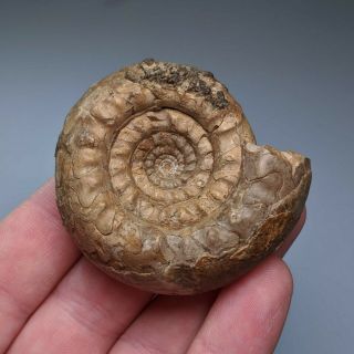 5,  4 Cm (2,  1 In) Ammonite Paragastrioceras Permian Kazakhstan Fossil Ammonit