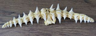 97 Group Lower Nature Modern Great White Shark Tooth (teeth)