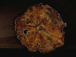 Rw Rare/choice " Petrified Wood Round " Deschutes Oak At It 