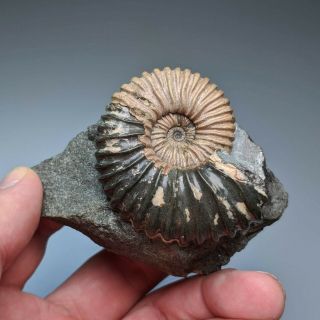 5,  2 Cm (2 In) Ammonite Colombiceras Cretaceous Russia Russian Ammonit