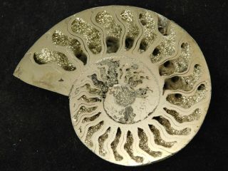 A Big Cut And Polished 100 Natural Pyrite Ammonite Fossil From Russia 4.  6 E