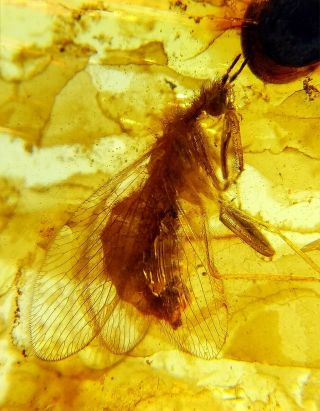 Neuroptera Mantispidae Mantidfly Mantisfly Burmite Myanmar Amber Insect Fossil