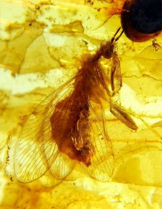Neuroptera Mantispidae mantidfly mantisfly Burmite Myanmar Amber insect fossil 2