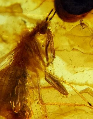 Neuroptera Mantispidae mantidfly mantisfly Burmite Myanmar Amber insect fossil 3