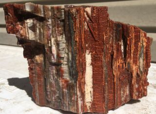 Arizona Rainbow Petrified Wood Natural Fossil Raw Rare Solid Display Slab 4 Lbs