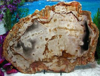 Huge Petrified Wood Complete Round Slab W/bark Obsidian Smoky Gray Salmon 14,  "