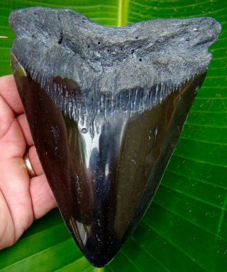 Megalodon Shark Tooth - Huge 5 & 11/16 In.  Real Fossil - Full Pound - No Resto