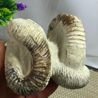 Rare Heteromorphic Ammonite Fossil – Nostoceras Malagasyense - Madagascar 735g