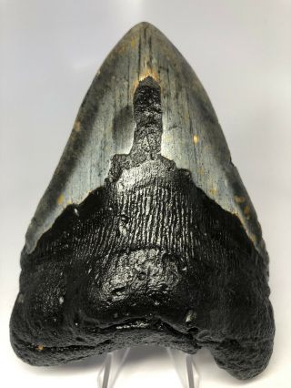 Megalodon Shark Tooth 5.  55” Big - Thick Root - Natural Fossil 4133
