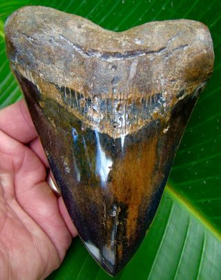 Megalodon Shark Tooth - Huge 5 & 3/4 In.  Real Fossil - Colors