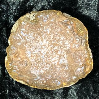 Rare Petrified Wood Cyathodendron Texana Texas Fern 2.  25”x2” Full Round Eocene