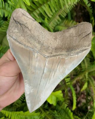 5.  37 " Museum Quality Lee Creek Megalodon Shark Tooth Prehistoric Fossil Aurora