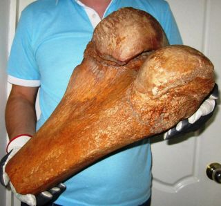 Bone Of A Woolly Mammoth Fossil Pleistocene Museum Quality From Siberia Ice Age