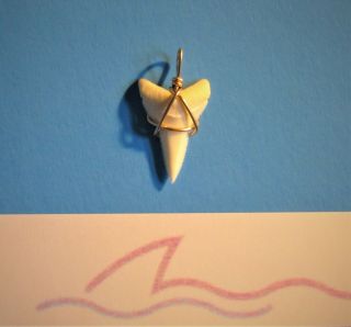 1 1/4 Inch Modern Great White Shark Tooth Pendant