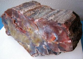 Arizona State Rainbow Petrified Wood Fossil 7 Pounds Cut Thick Slab