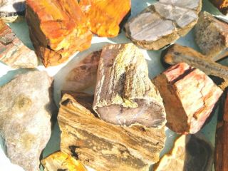 10.  9 Lb Diverse Petrified Wood & Palm Wyoming Oregon Arizona Ca Polished Rough