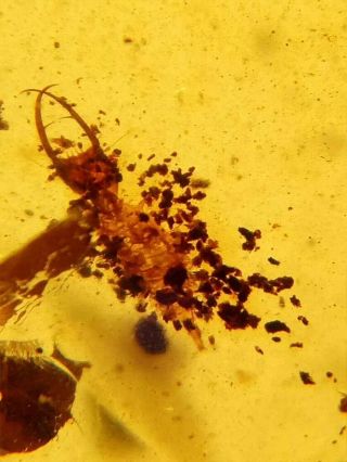 Very Rare Fly Larva In Burmite Insect Fossil Amber From Myanmar