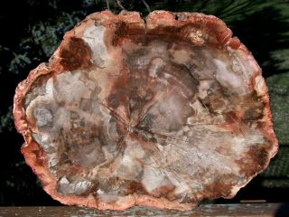 Sis: Superior Quality 14 " Madagascar Petrified Wood Round - Warm Rich Color