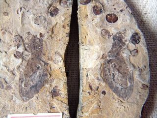 Butterfly Insect Fossil,  Inner Mongolia 70967