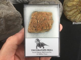 Triceratops Frill 01 - S.  Dakota,  Hell Creek,  Dinosaur Bone Fossil