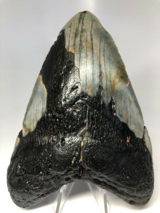 Megalodon Shark Tooth 5.  50” Huge - Natural Fossil - Real 4281