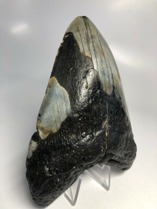 Megalodon Shark Tooth 5.  50” Huge - Natural Fossil - Real 4281 2