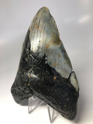 Megalodon Shark Tooth 5.  50” Huge - Natural Fossil - Real 4281 3