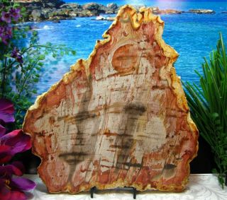 Petrified Wood Complete Round Slab W/bark Stunning Coral - Pink Dandelion 11 - 1/2 "