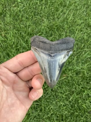 Shiny Colorful 3.  11” Chubutensis Fossil Shark Tooth 100 Natural No Restoration