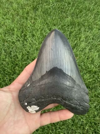 Large Serrated 5.  70” Megalodon Shark Tooth 100 Natural - No Restoration.