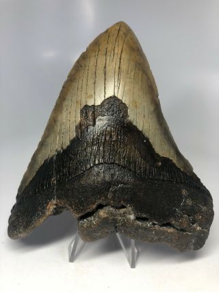 Megalodon Shark Tooth 5.  43” Huge - Natural Fossil - Real 4353