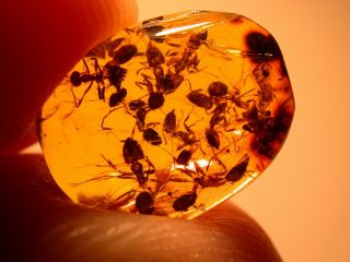 Very Rare Swarm Of Worker Ants In Authentic Dominican Amber Fossil Gemstone