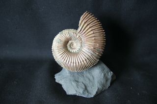 Russian Ammonite Kosmoceras Sp.