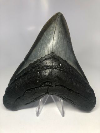 Megalodon Shark Tooth 5.  81” Wide - - No Restoration 3999
