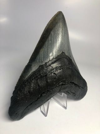 Megalodon Shark Tooth 5.  81” Wide - - No Restoration 3999 2