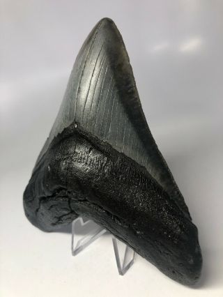 Megalodon Shark Tooth 5.  81” Wide - - No Restoration 3999 3