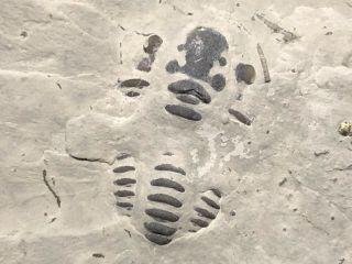 Trilobite - Sweet Unprepared Waldron Shale Calymene Fossils - Found 15 Years Ago