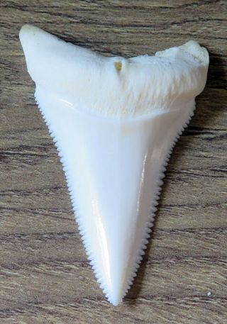 2.  093 " Lower Nature Modern Great White Shark Tooth (teeth)