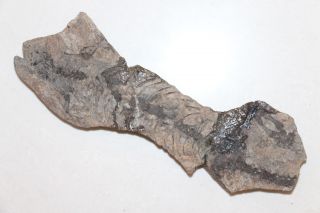 Crazy Natural And Rare Fossil Dinosaur Reptile Madagascar K03
