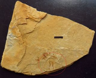 Unknown Feather Fossil,  Liutiaogou,  Inner Mongolia - 70211