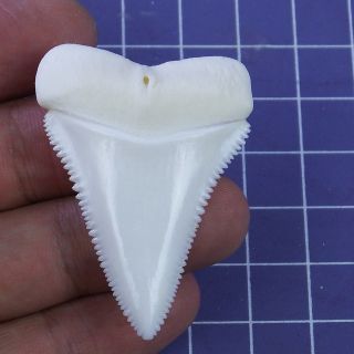 1.  874  Modern Principle Great White Shark Tooth Megalodon Sharks Movie Fan Gt45