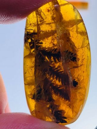 3.  5g 25mm Tree Branch&many Leaf Burmite Myanmar Amber Insect Fossil Dinosaur Age