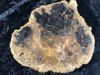 Rare Petrified Wood Psaronius Tree Fern,  Athens County,  Ohio Carboniferous 9.  75”