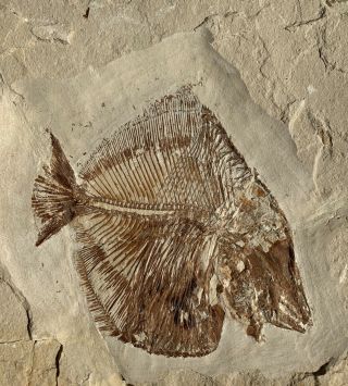 Lebanon Fish Fossil Very Rare Pycnodont Akromysta Fish 100 Million Years.