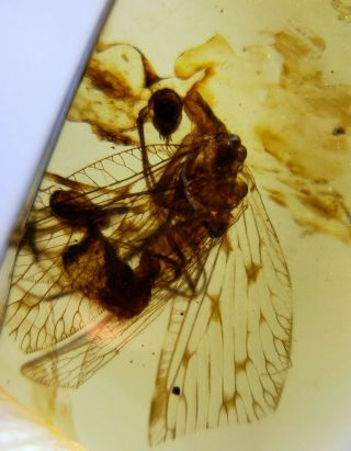 Neuroptera Osmylidae Fly Burmite Myanmar Burma Amber Insect Fossil Dinosaur Age