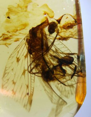 Neuroptera Osmylidae fly Burmite Myanmar Burma Amber insect fossil dinosaur age 2